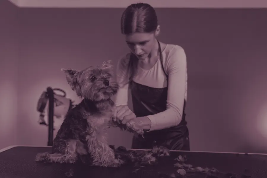 A groomer gently holding a small dog on a grooming table