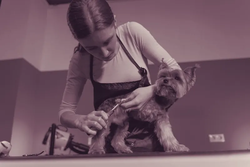 A groomer carefully trimming a small dog's paw