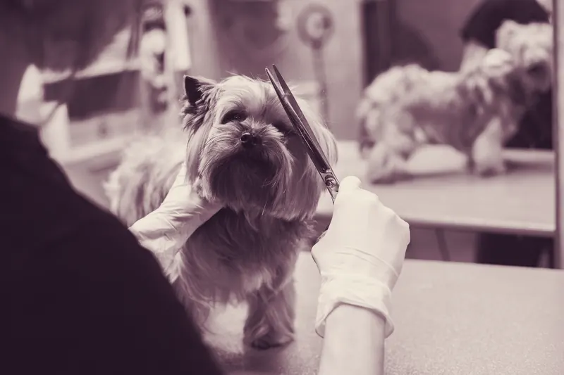 Close-up of scissors trimming a dog's face during a groom