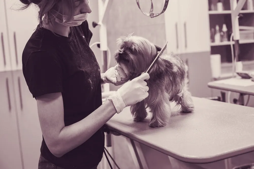 A groomer brushing out a small dog on a grooming table